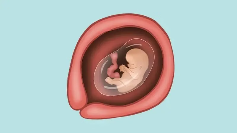 Việc khám thai và siêu âm ở tuần thứ 11 giúp bác sĩ đo độ mờ da gáy để tầm soát sớm các dị tật di truyền quan trọng - Tầm soát thai kỳ