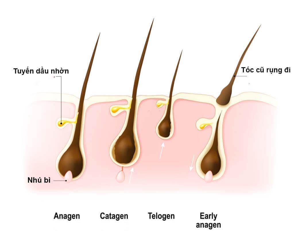 Tóc rụng nhiều có mọc lại được không? giải mã chu trình phục hồi mái tóc