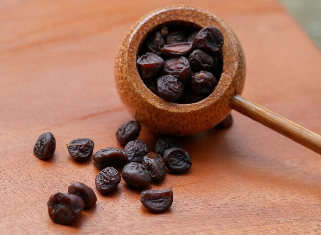 Đặc điểm hình thái của hạt dổi rừng khi còn tươi với màu đỏ rực rỡ (Nguồn: Sưu tầm)