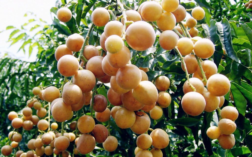 Chùm quả hồng bì chín vàng trĩu cành mang lại giá trị dược dụng cao (Nguồn: Sưu tầm)