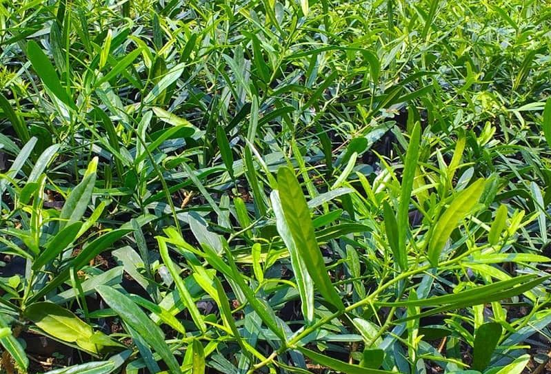 Cây thuốc quý chữa bệnh ung thư có hiệu quả không? 