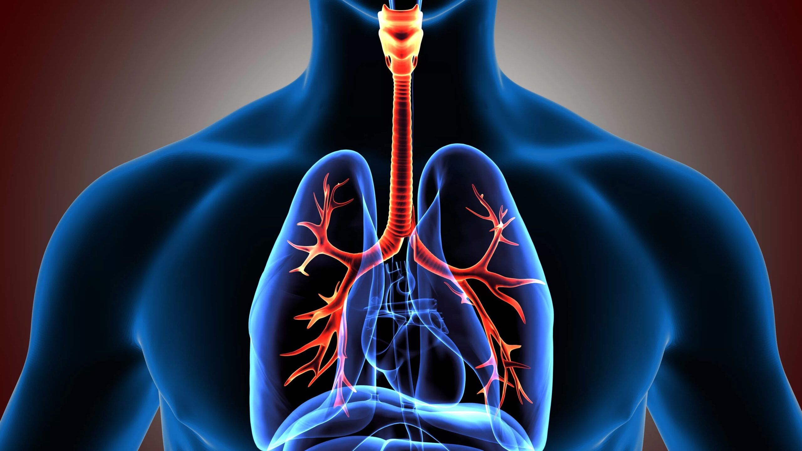 Các vòng sụn giúp duy trì hình dạng và chức năng của khí quản
