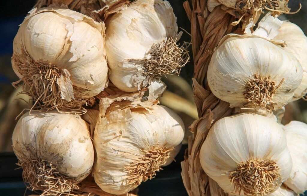 Rượu tỏi chứa hoạt chất Allicin hỗ trợ giãn mạch và ổn định huyết áp