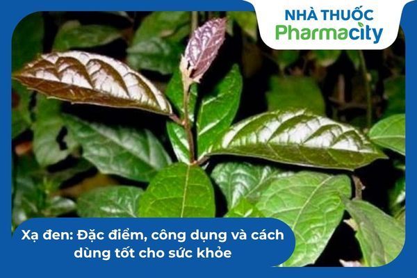 Kết hợp xạ đen giúp tăng cường sức đề kháng cho bệnh nhân tuyến giáp 