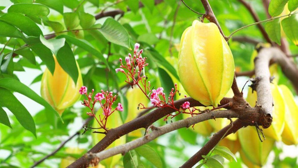 Lá khế tươi là bài thuốc dân gian hỗ trợ trị dị ứng và mẩn ngứa hiệu quả (Nguồn: Sưu tầm)