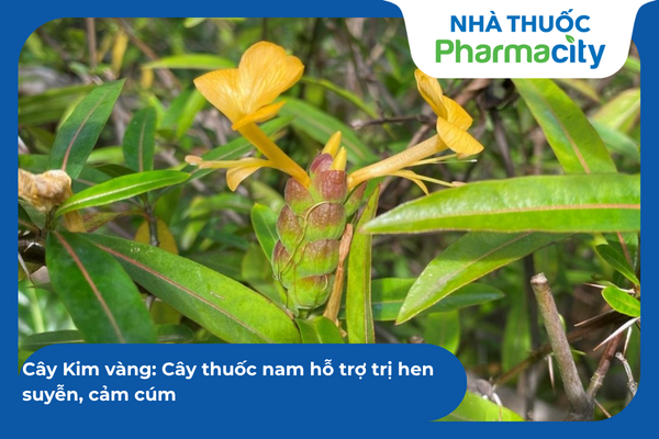 Các loại thảo dược tự nhiên giúp hỗ trợ làm dịu đường hô hấp và giảm viêm 