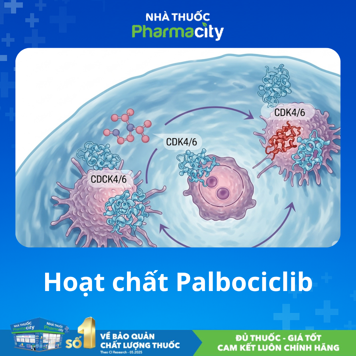 Hoạt chất Palbociclib: Bước tiến mới trong điều trị ung thư vú di căn