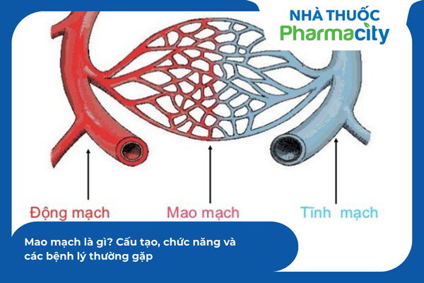 Mạng lưới mao mạch dày đặc tại tuyến thượng thận vô tình là nơi thu giữ các tế bào ung thư phổi di căn theo đường máu