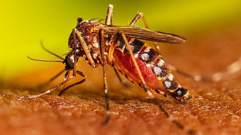 Khi muỗi cái hút máu từ người đang nhiễm virus Dengue, virus sẽ nhân lên trong cơ thể muỗi và tồn tại ở tuyến nước bọt 