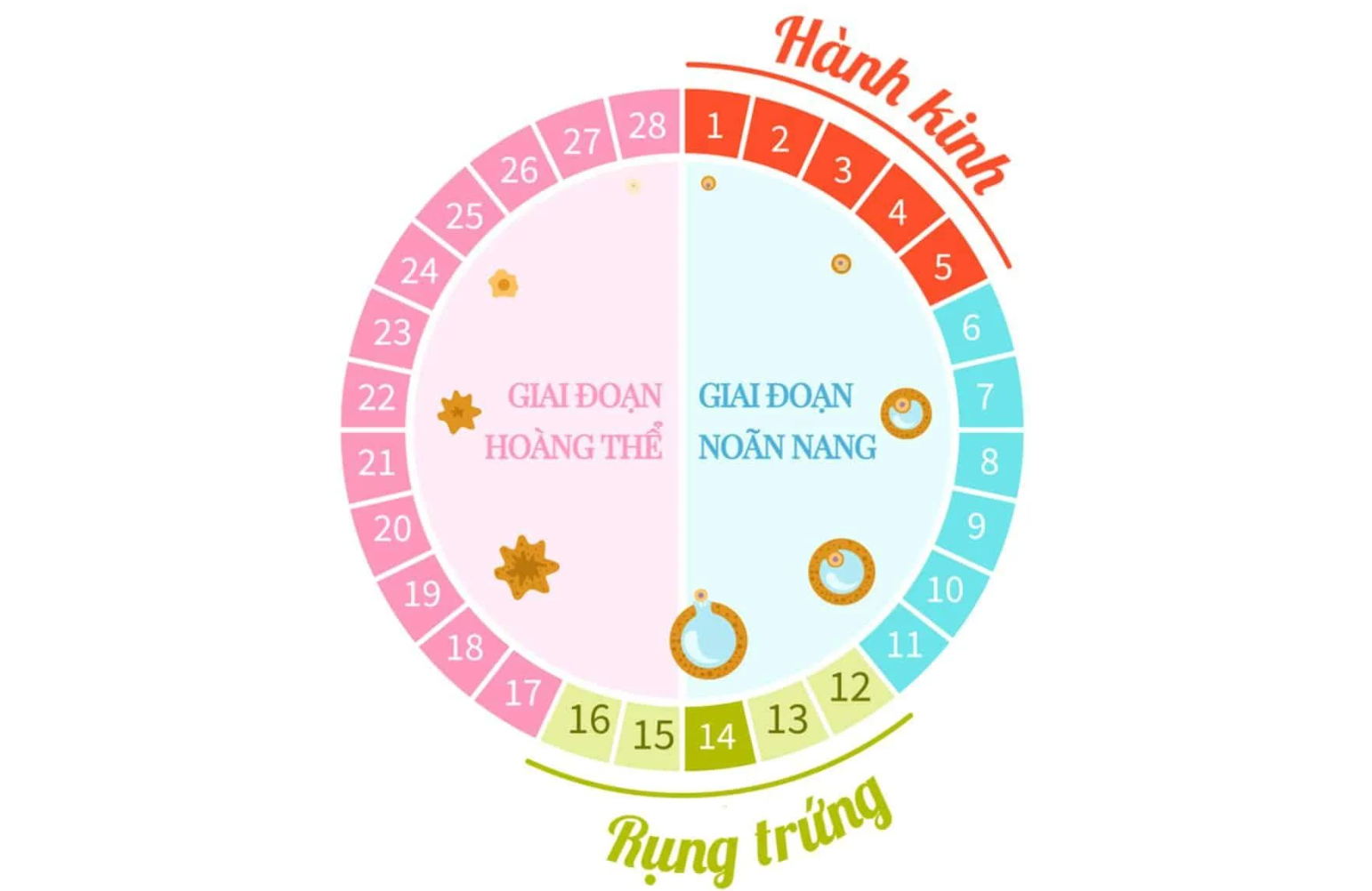 Thời điểm quan hệ so với ngày rụng trứng quyết định trực tiếp đến khả năng thụ thai 