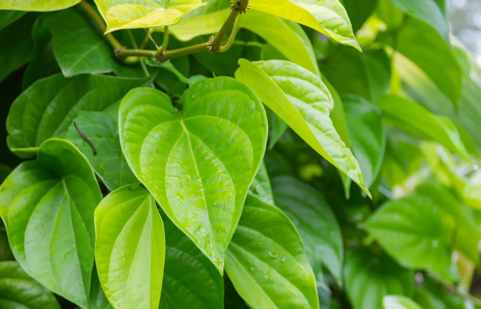 Cần vệ sinh lá trẩu không thật sạch trước khi sử dụng bôi đắp (Nguồn: Sưu tầm)