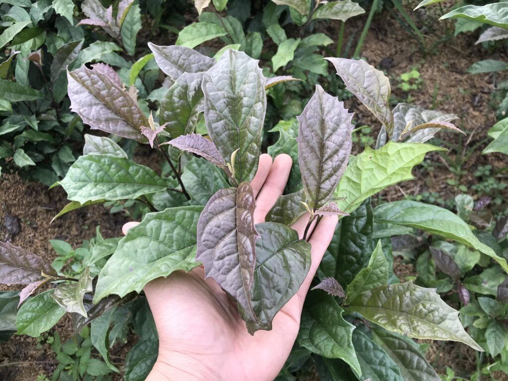 Xạ đen là thảo dược quý hỗ trợ đắc lực cho bệnh nhân trong hành trình chiến đấu với u ác tính. 
