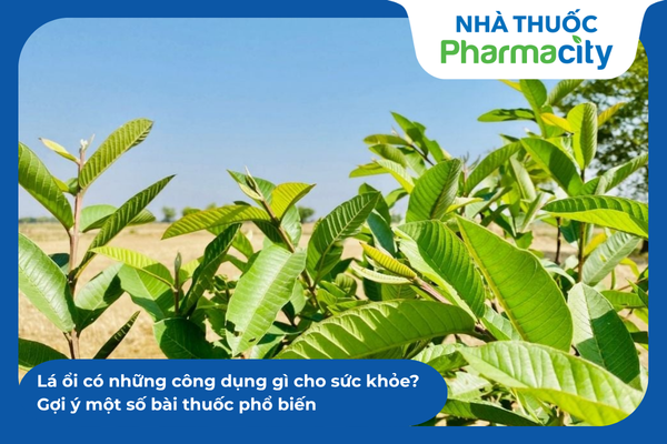 Kết hợp lá ổi với các dược liệu tự nhiên giúp làm ấm bụng và ổn định nhu động ruột hiệu quả