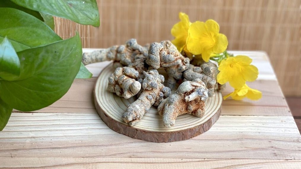 Củ tam thất bắc nguyên củ với vẻ ngoài xám đen, thịt chắc và dược tính vượt trội 
