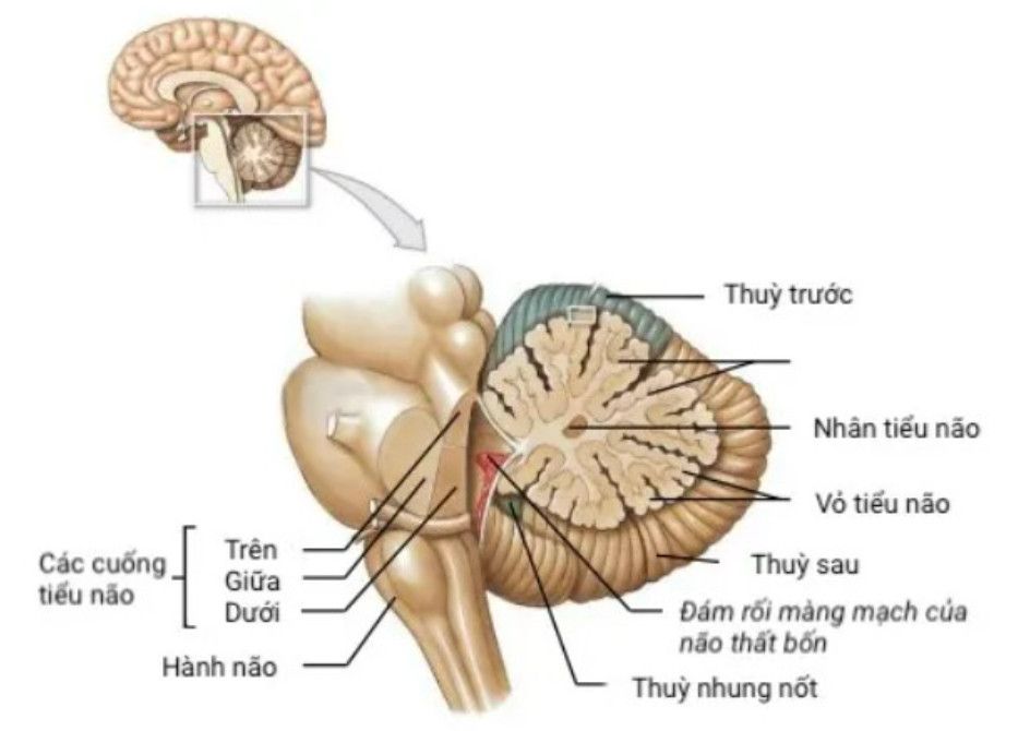 Sự cô đơn không đồng nghĩa với nguy cơ sẽ mắc bệnh Parkinson