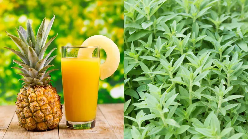 Nước ép dứa với rau ngổ mang lại lợi ích gì cho sức khỏe?