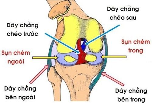 Hình minh họa cấu trúc khớp gối với dây chằng chéo trước và dây chằng chéo sau giúp duy trì sự ổn định của khớp khi vận động