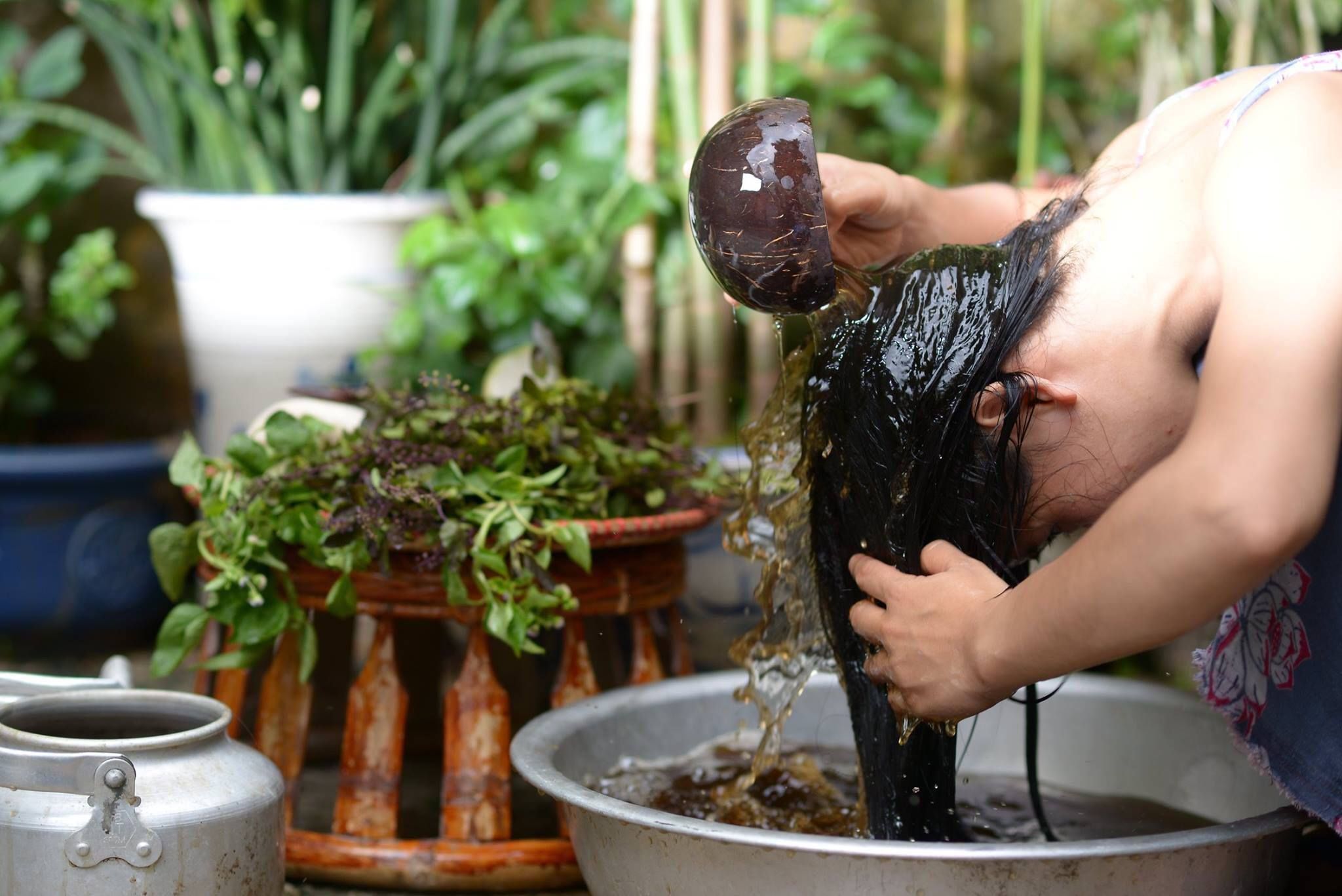 Hình ảnh minh họa lá và tinh dầu hương nhu tía chứa nhiều hoạt chất giúp làm mềm mượt tóc