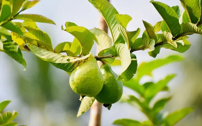 Sử dụng nước lá ổi đun sôi để xông và ngâm rửa hậu môn là cách an toàn và dễ thực hiện
