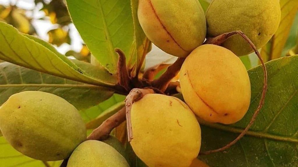 Quả bàng chín và nhân hạt bàng sau khi được tách vỏ