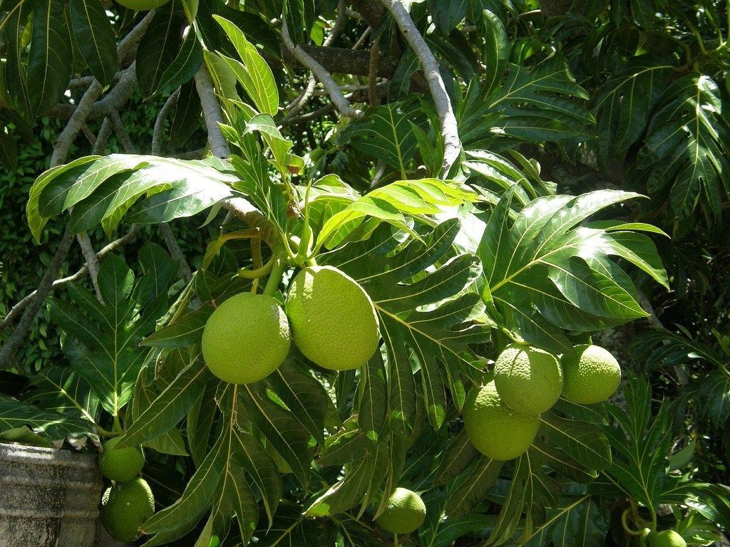 Đặc điểm hình thái đặc trưng của lá xẻ thùy và quả cây sa kê trong tự nhiên(Nguồn: Sưu tầm)