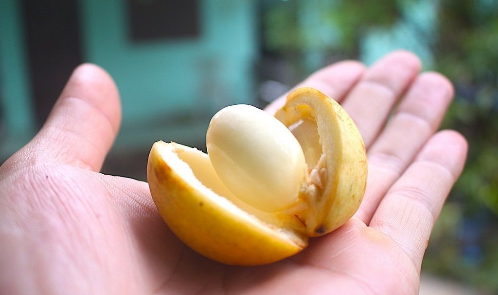 Hình thức bên ngoài của dâu đất