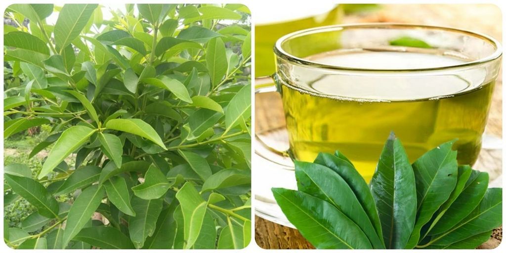 Nước vối là trà thảo mộc thanh nhiệt, bổ tiêu hóa. 