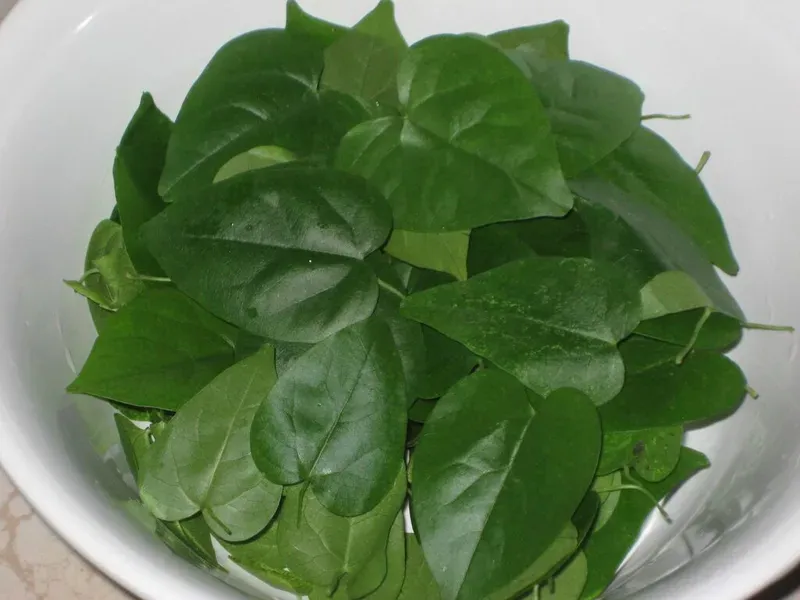 Đặc điểm hình thái của lá sương sâm lông xanh mướt dùng làm dược liệu (Nguồn: Sưu tầm)