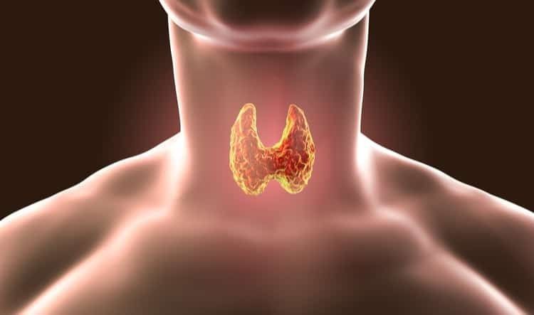 Đậu nành chứa Goitrogens cản trở hấp thụ Iốt