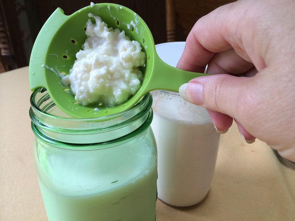 Tìm hiểu về nấm kefir: bí quyết từ tây tạng giúp cải thiện sức khỏe ...