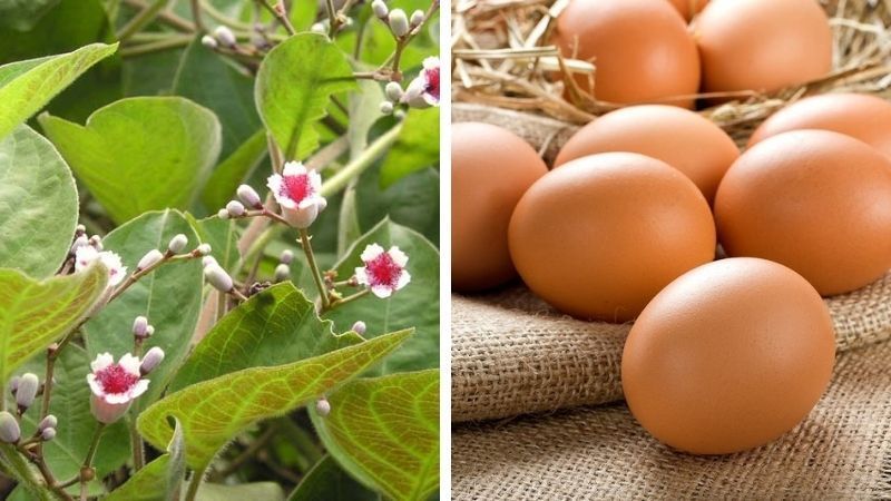 Hình minh họa chữa trào ngược dạ dày bằng lá mơ lông