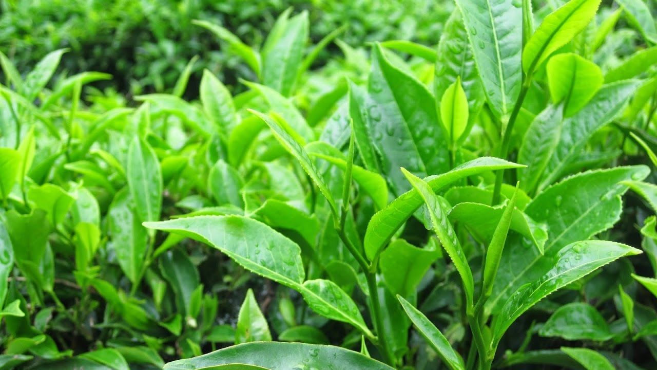 Lá trà xanh sát khuẩn vùng da mẩn đỏ, làm dịu da