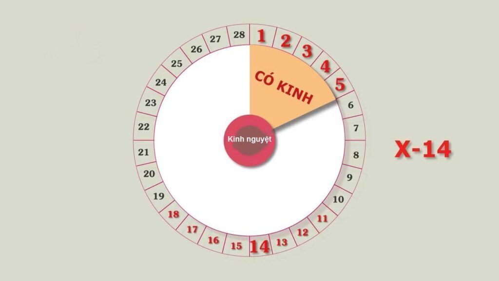 Cách tính ngày rụng trứng ở phụ nữ