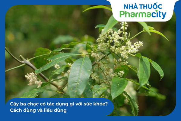 Cây ba chạc có tác dụng gì với sức khỏe? Cách dùng và liều dùng