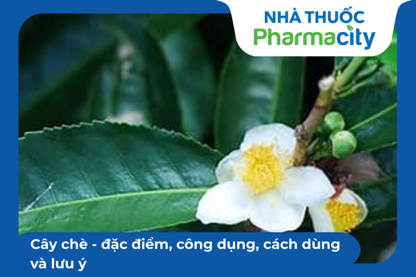 Cây chè - đặc điểm, công dụng, cách dùng và lưu ý