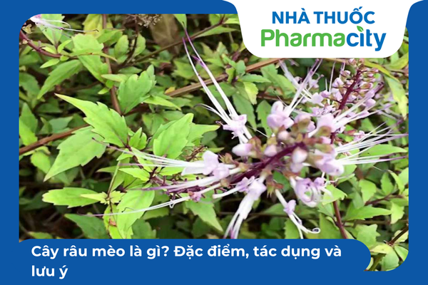 Cây râu mèo là gì? Đặc điểm, tác dụng và lưu ý