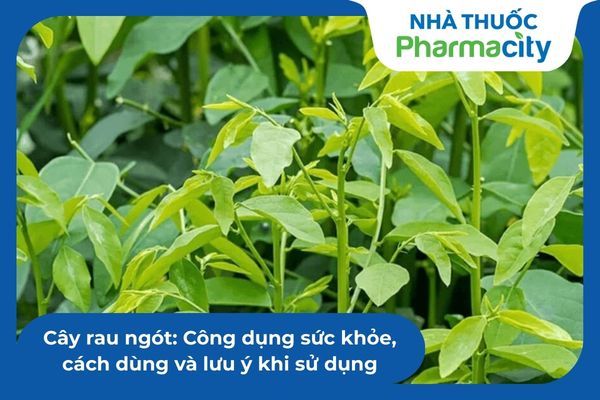 Cây rau ngót: Công dụng sức khỏe, cách dùng và lưu ý khi sử dụng