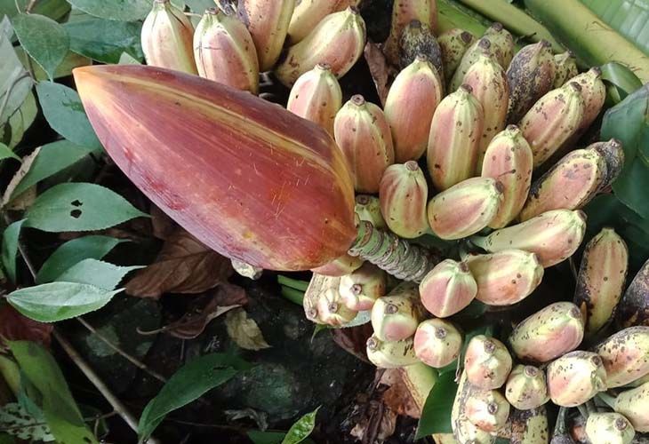 Rượu ngâm chuối hột rừng giúp hỗ trợ giảm đau lưng và mạnh gân cốt (Nguồn: Sưu tầm)