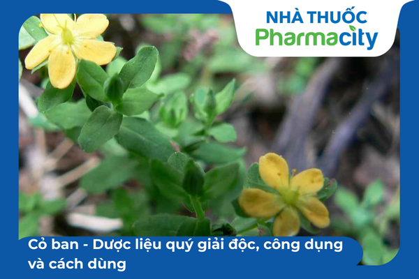 Cỏ ban - Dược liệu quý giải độc, công dụng và cách dùng