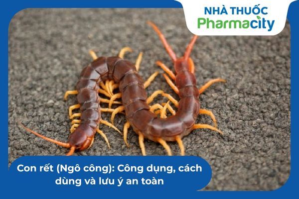 Con rết (Ngô công): Công dụng, cách dùng và lưu ý an toàn