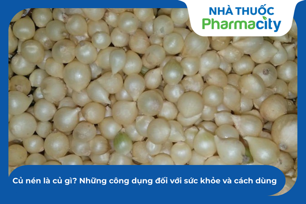Củ nén là củ gì? Những công dụng đối với sức khỏe và cách dùng