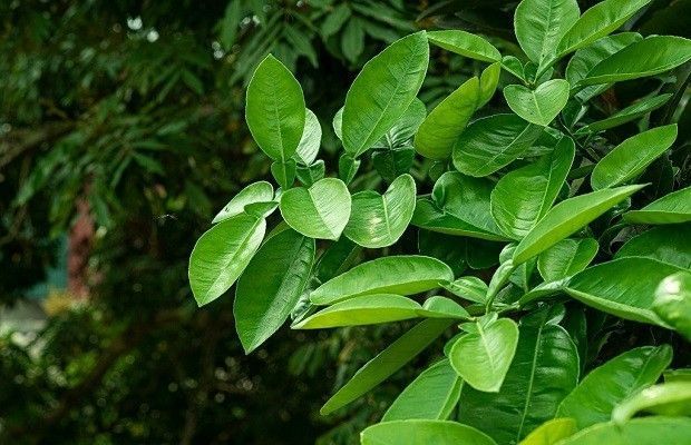 Tuân thủ thời gian xông từ 10 - 15 phút để đảm bảo an toàn cho sức khỏe 