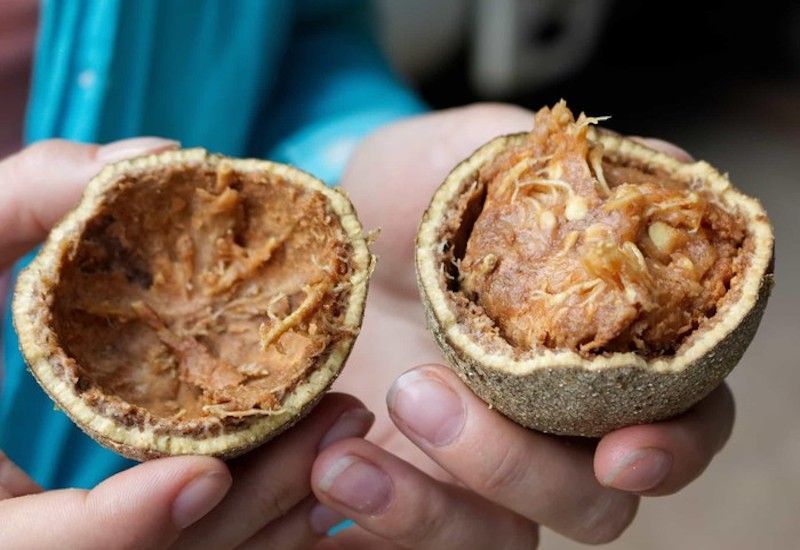 Cơm quả quách chứa nhiều Tanin và Pectin mang lại công dụng hỗ trợ tiêu hóa mạnh mẽ (Nguồn: Sưu tầm)