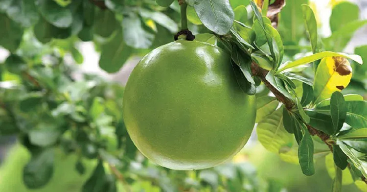 Các hoạt chất acid hữu cơ mang lại công dụng chính của đào tiên cho hệ tiêu hóa (Nguồn: Sưu tầm)