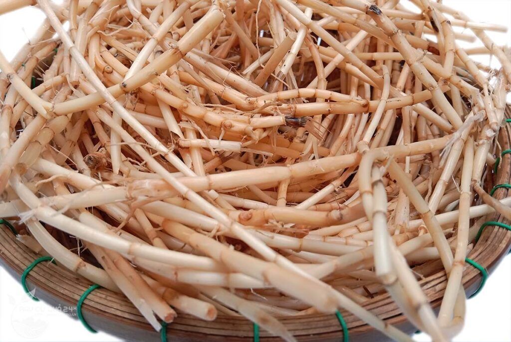 rễ cỏ tranh tươi sau khi được làm sạch