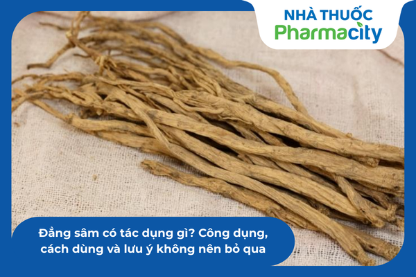 Đẳng sâm có tác dụng gì? Công dụng, cách dùng và lưu ý không nên bỏ qua