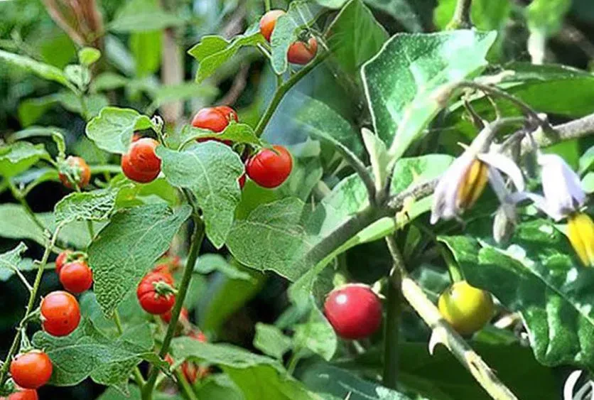 Cà gai leo giúp bảo vệ tế bào gan rạng rỡ và ngăn chặn quá trình xơ hóa bền bỉ 