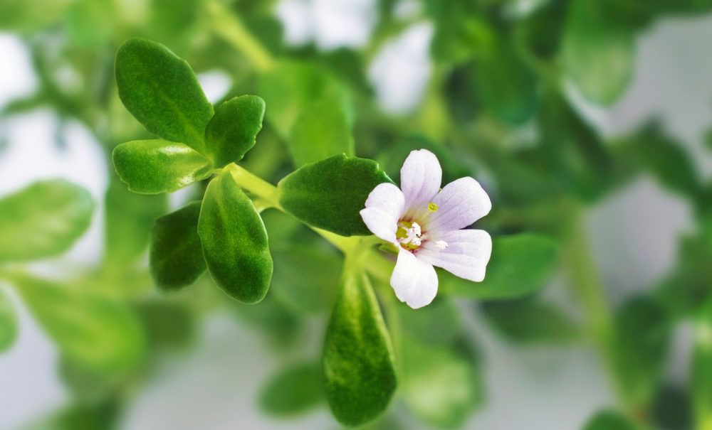 Bacopa monnieri, hay còn được biết đến với tên gọi dân gian là rau đắng biển 