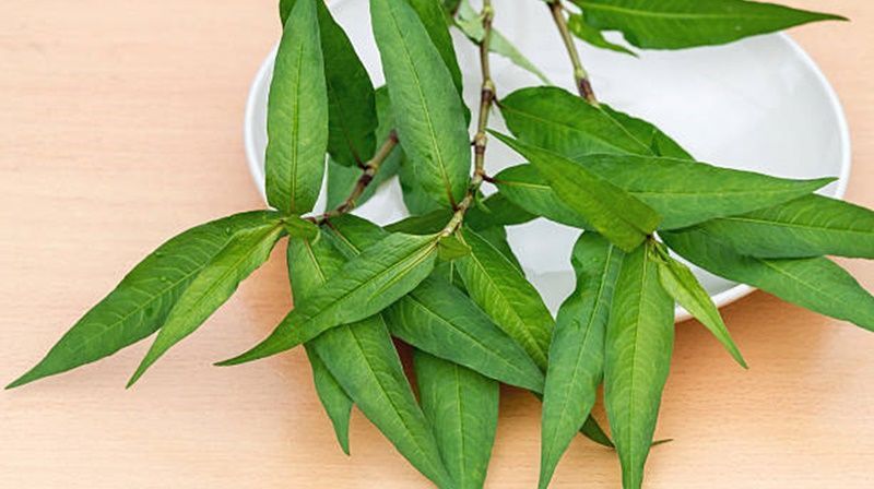 Đặc điểm thực vật của rau răm với lá hình mác và mùi thơm nồng đặc trưng (Nguồn: Sưu tầm)