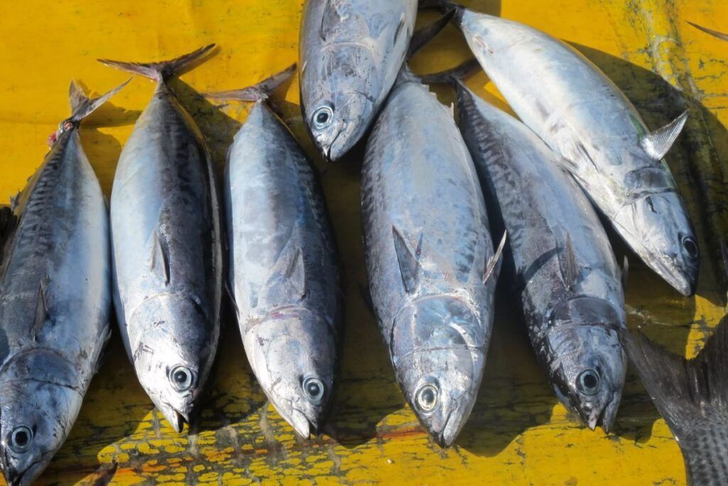 Vietnamese Skipjack Tuna